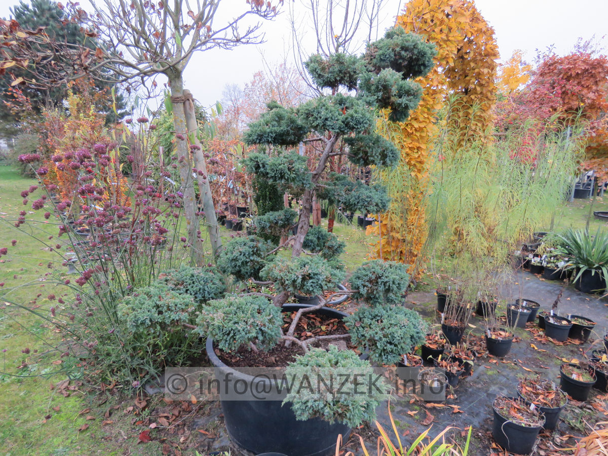 Juniperus chinensis Blauer Schwede Bonsai 01a.JPG